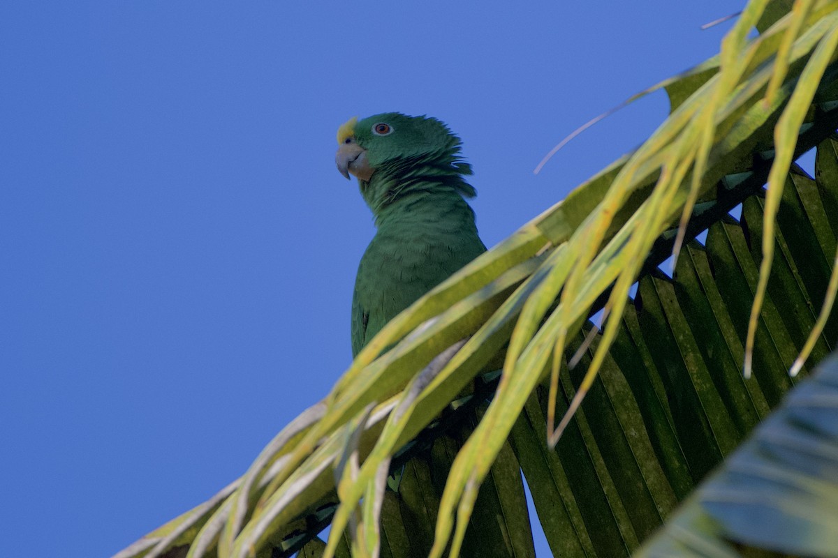 Yellow-crowned Parrot - ML500685621