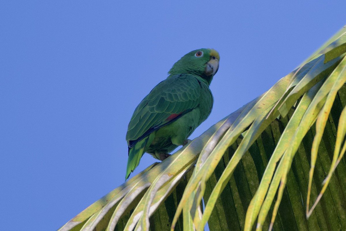 Yellow-crowned Parrot - ML500685681
