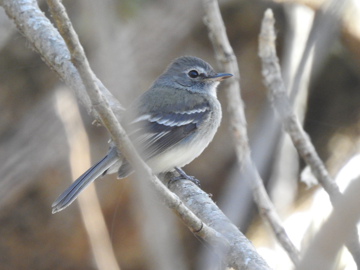 Gray-breasted Flycatcher - ML500685881