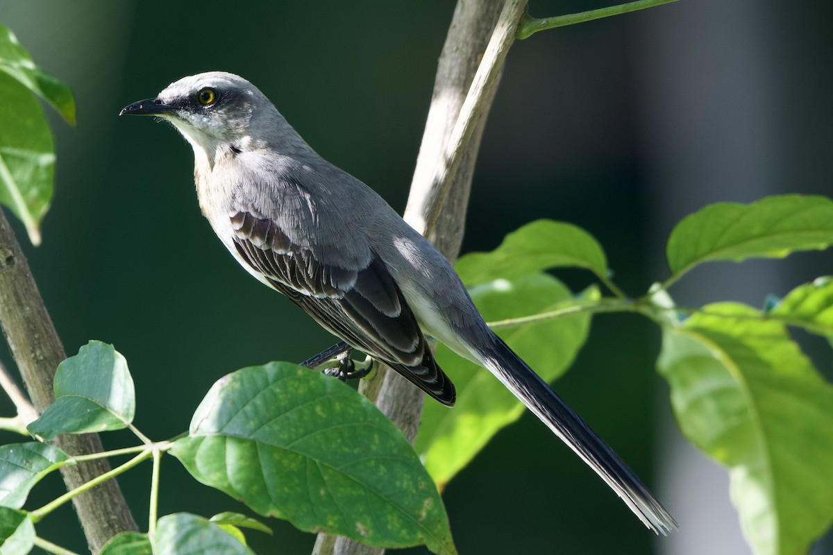Tropical Mockingbird (Southern) - ML500685931