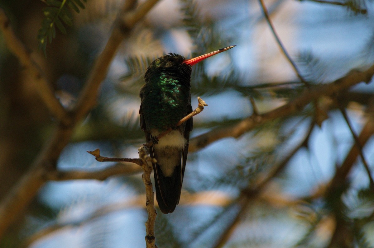 Broad-billed Hummingbird - Leslie Correia