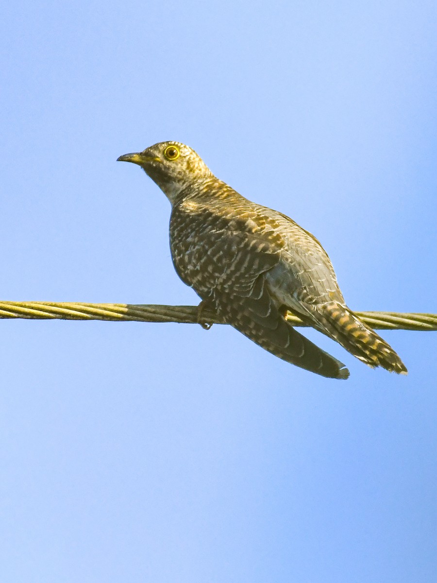 Common Cuckoo - ML500692801