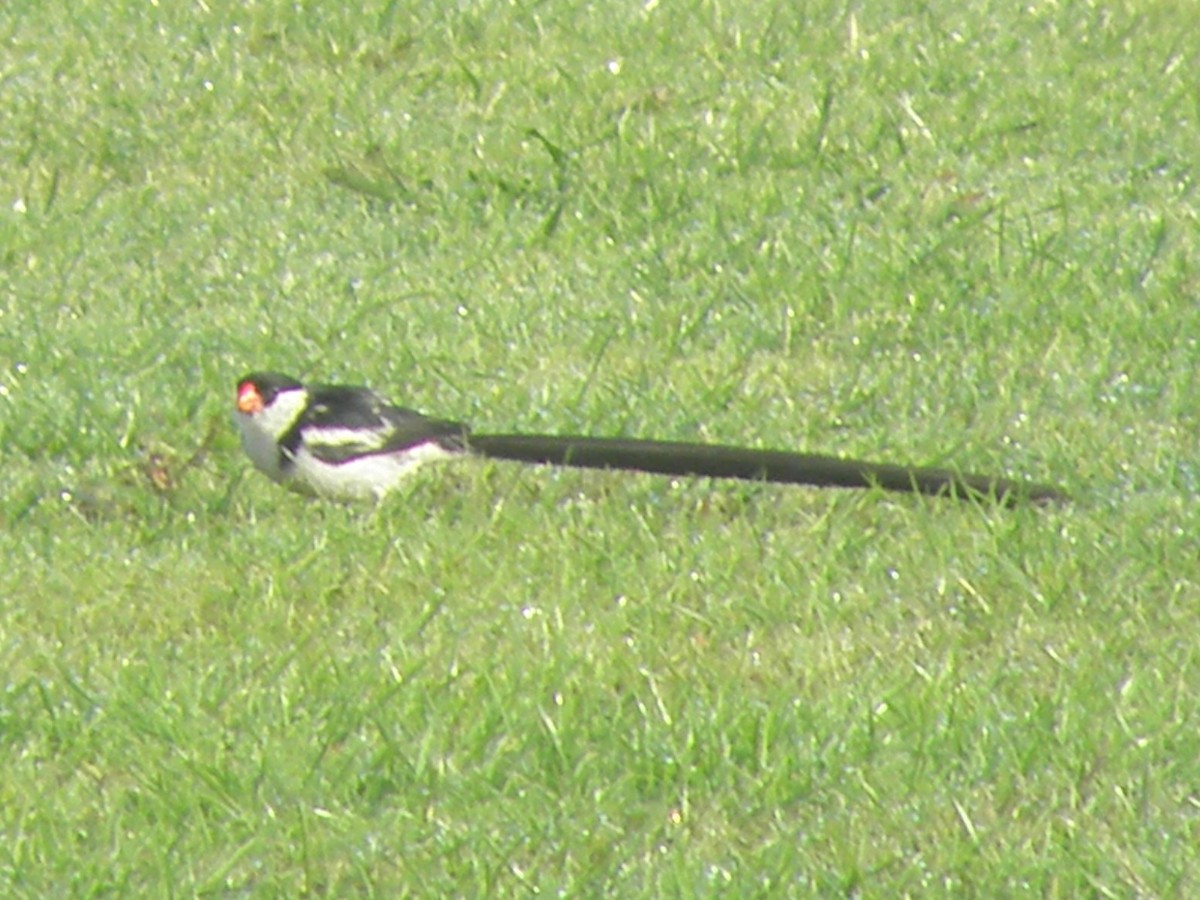 Pin-tailed Whydah - ML500702061