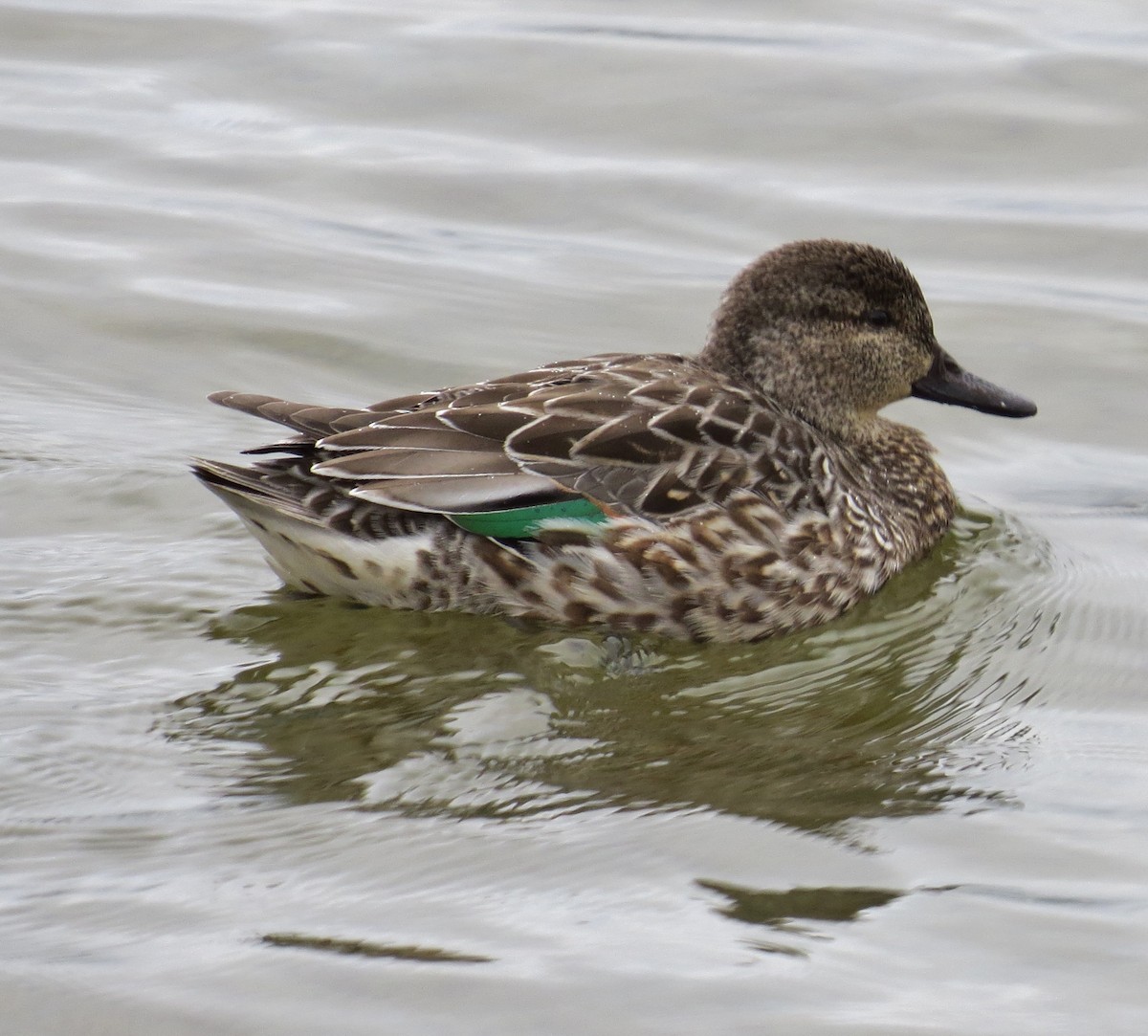 Green-winged Teal - Jeannette Bourgoin