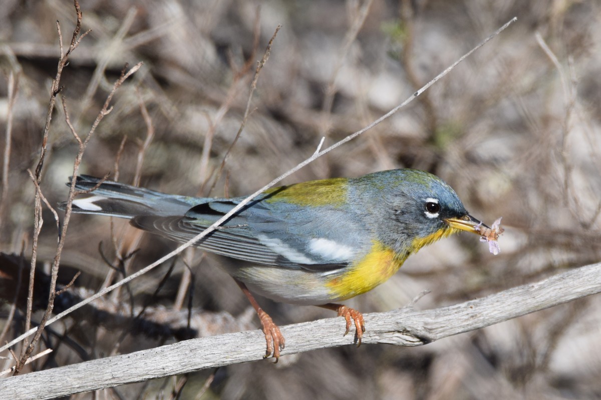 Northern Parula - Perry Doggrell