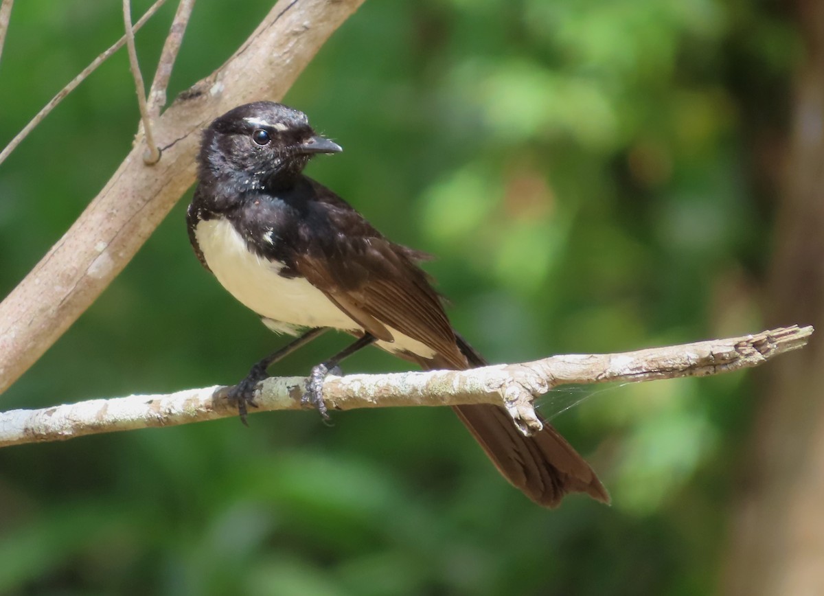 Willie-wagtail - ML500715491