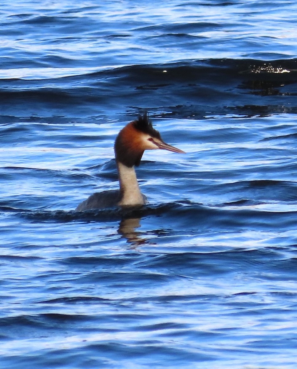 eBird Checklist - 5 Nov 2022 - Loveday Cove (Lake Cooby) - 45 species