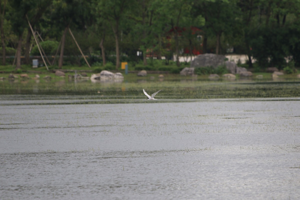 Common Tern - Tiantian Zhao