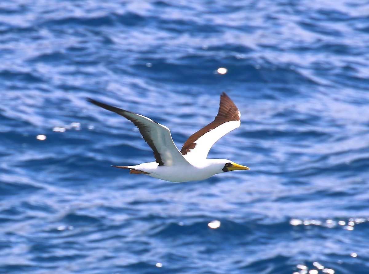 Masked Booby - ML500720591