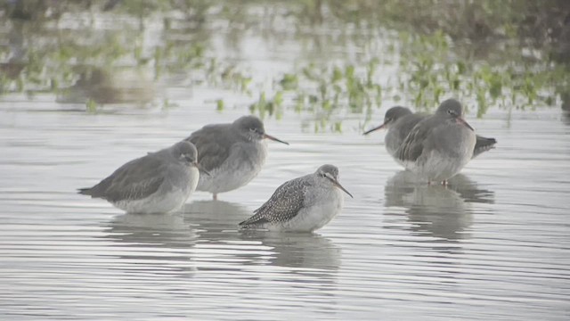 Spotted Redshank - ML500725831