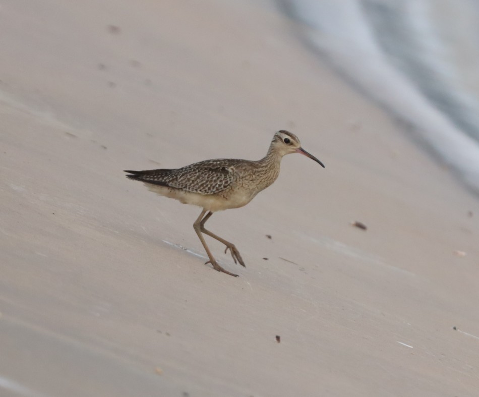 Little Curlew - ML500726891