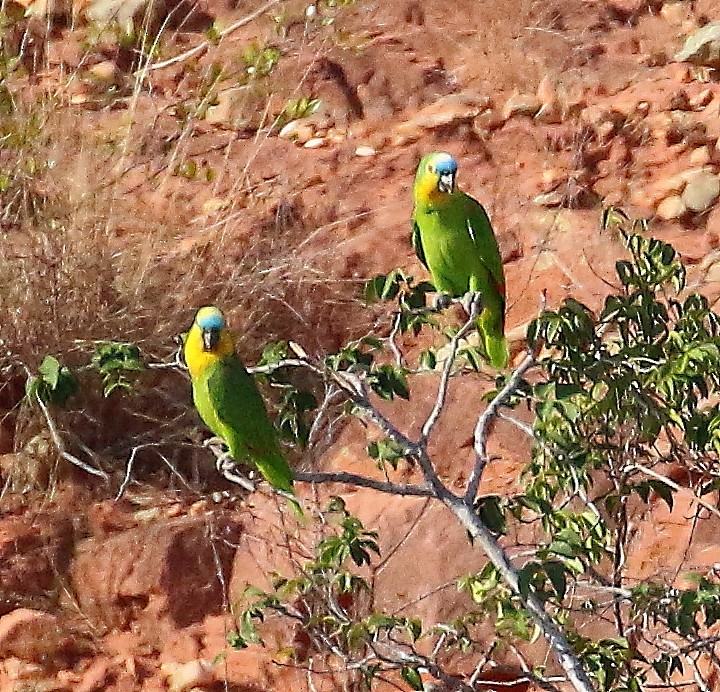 Turquoise-fronted Parrot - ML500727751