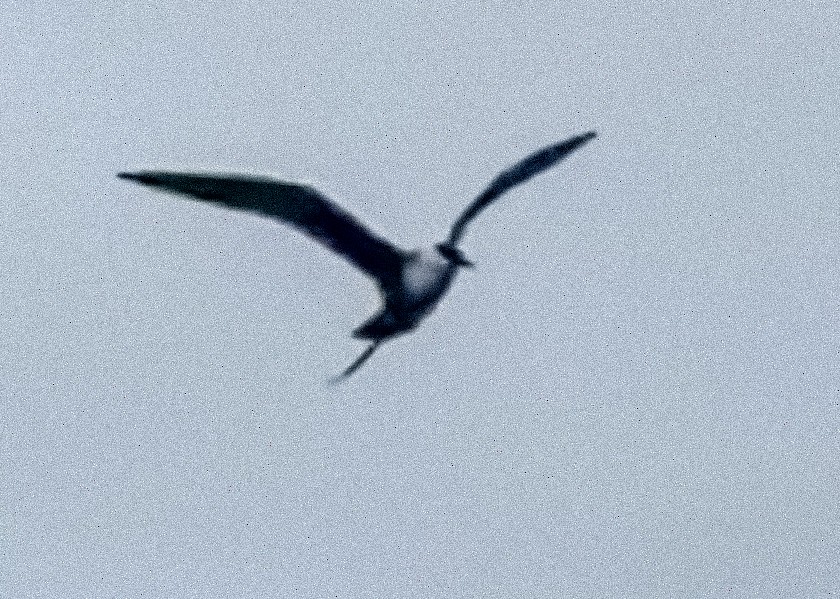 Long-tailed Jaeger - ML500728681