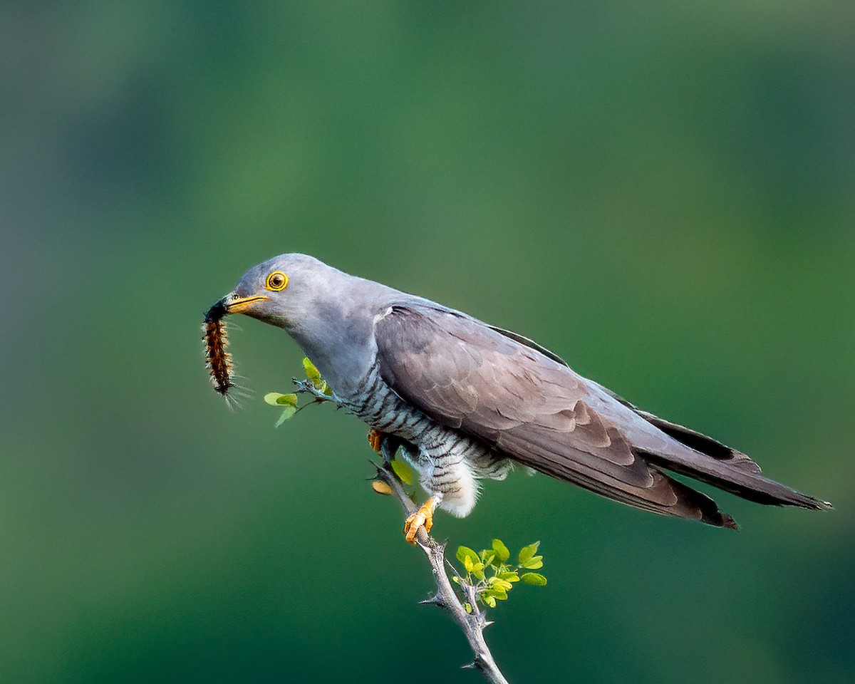 Common Cuckoo - Abhijit Mishra