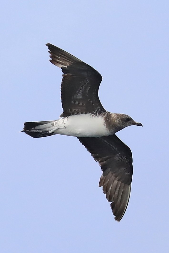 Long-tailed Jaeger - ML500740701