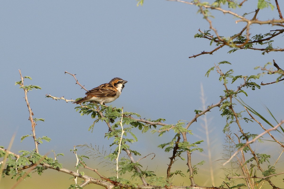 Shelley's Rufous Sparrow - Ohad Sherer