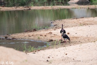 Spur-winged Goose, ML500752871