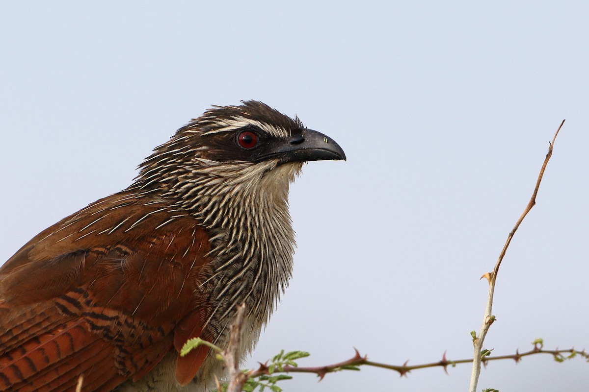White-browed Coucal (White-browed) - ML500754721