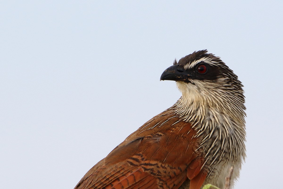 White-browed Coucal (White-browed) - Ohad Sherer