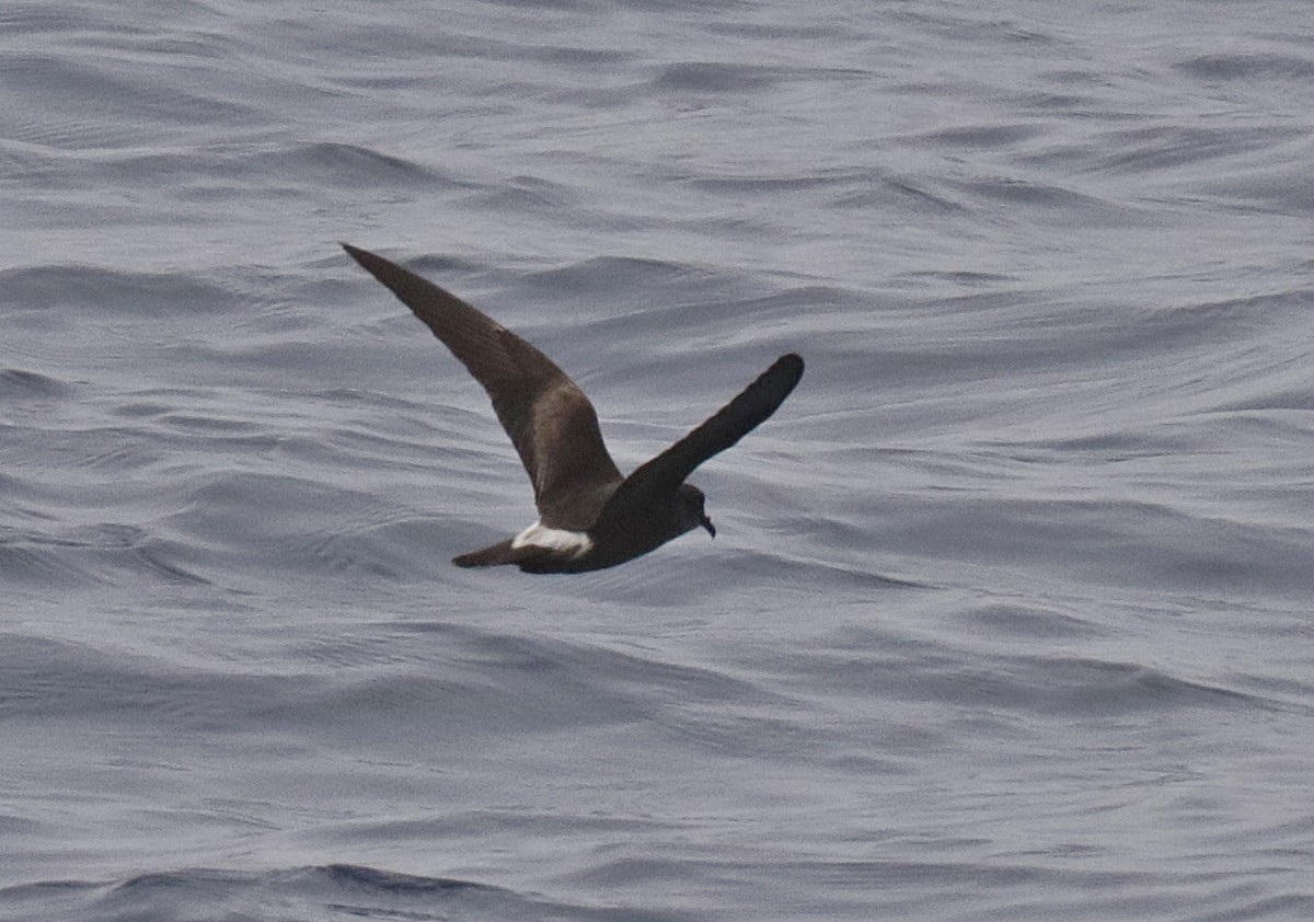 Townsend's Storm-Petrel - Andrew Watson