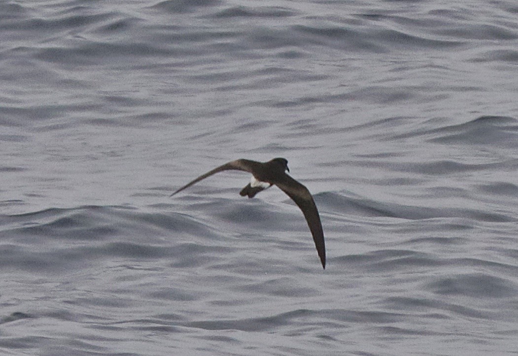 Townsend's Storm-Petrel - Andrew Watson
