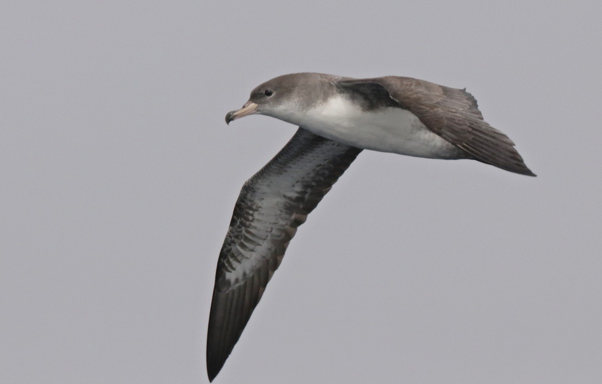 Pink-footed Shearwater - ML500765241