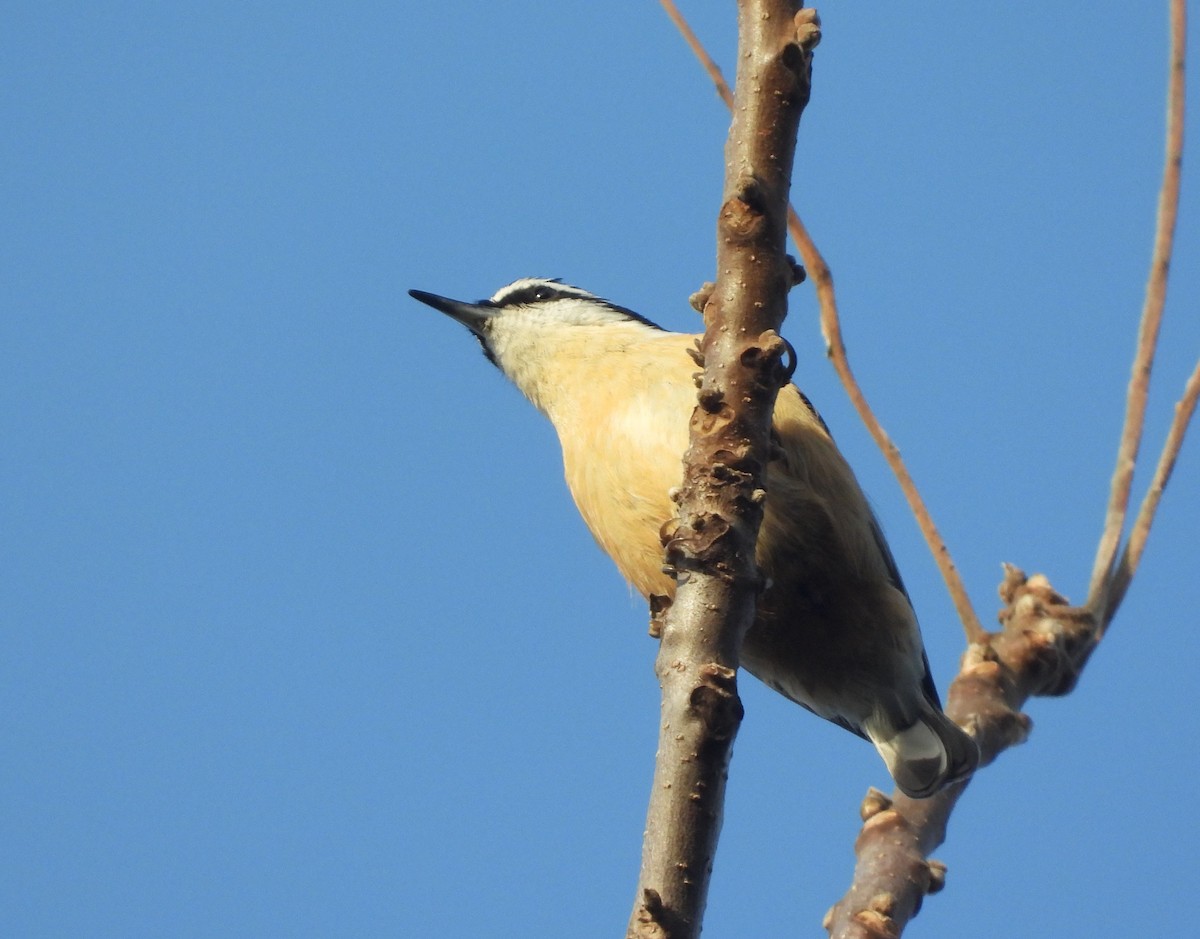 Red-breasted Nuthatch - Doug Pfeiffer