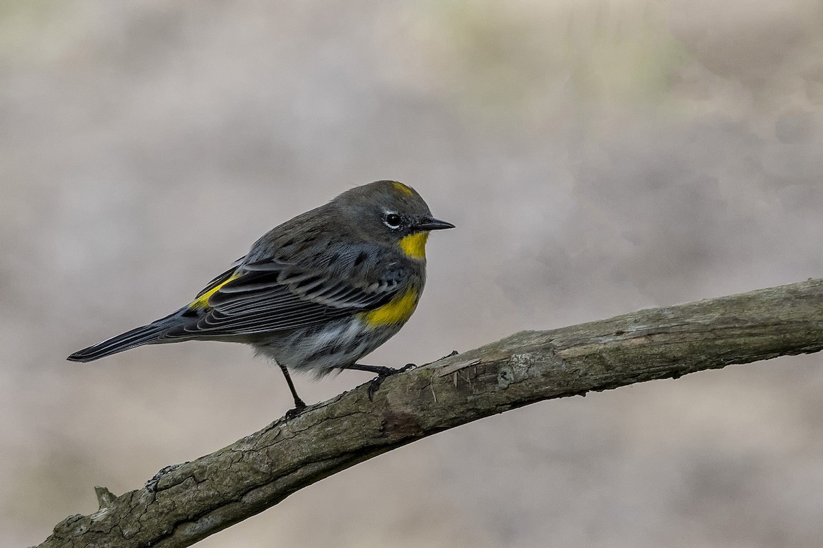 Yellow-rumped Warbler (Audubon's) - ML500772441