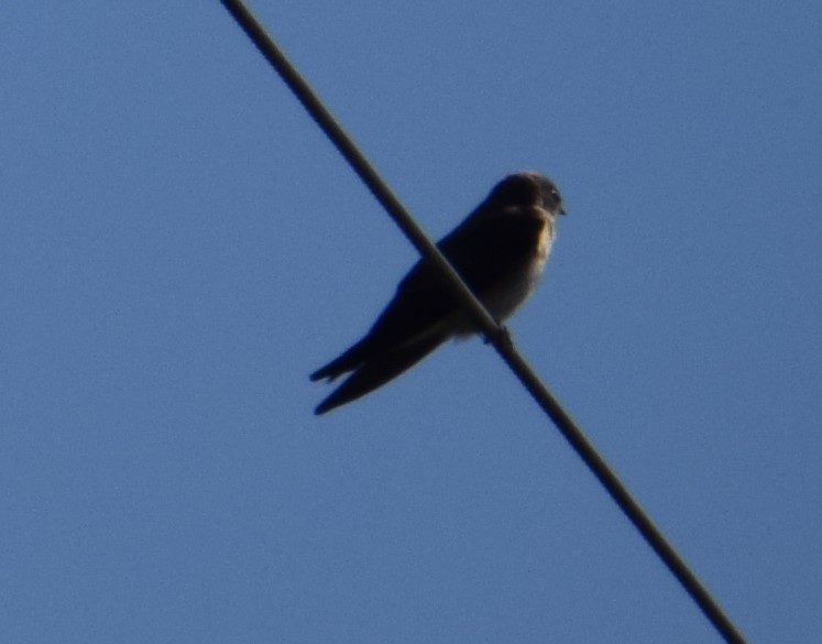 Northern Rough-winged Swallow - ML50077401