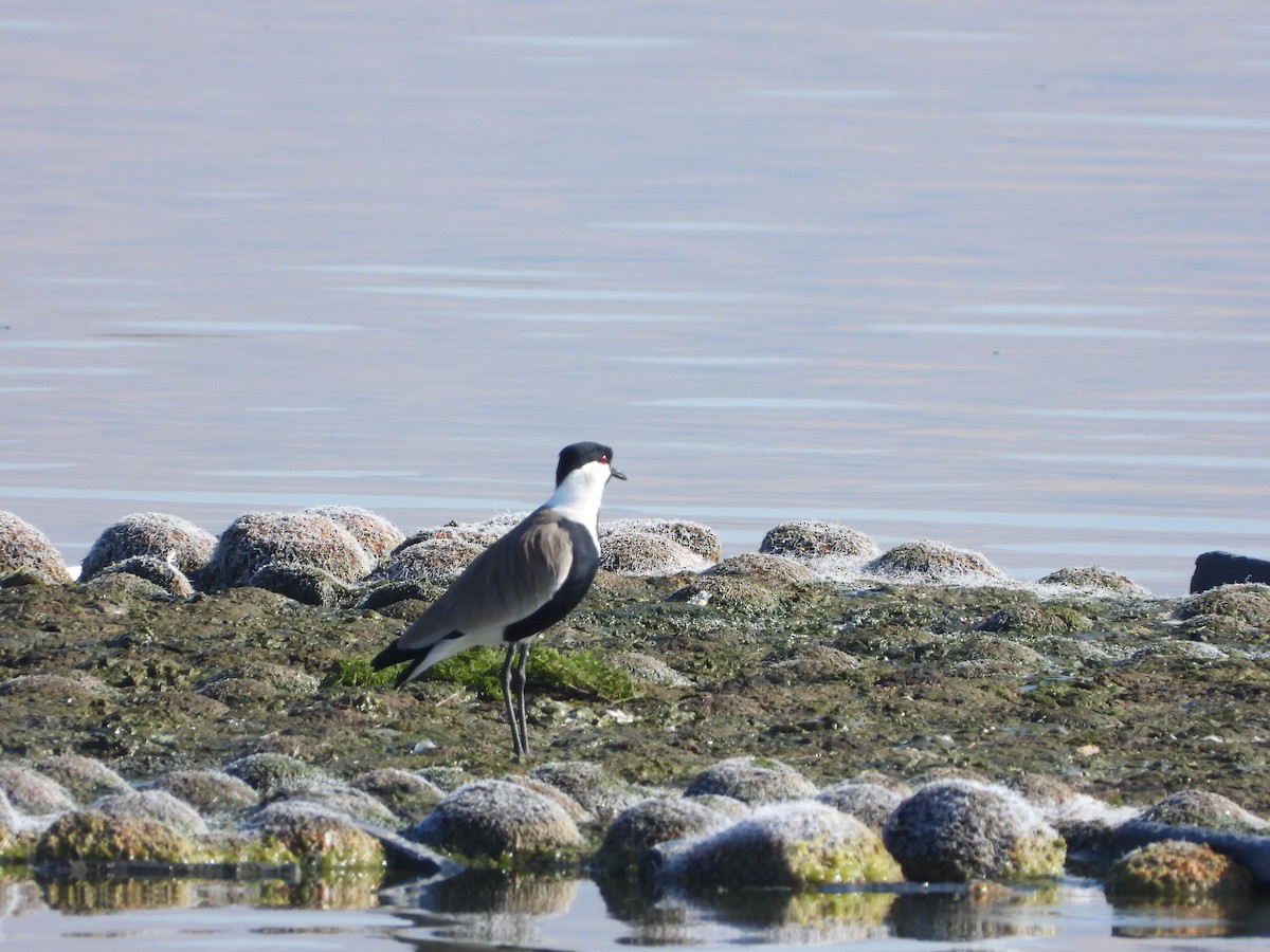 Spur-winged Lapwing - Anonymous
