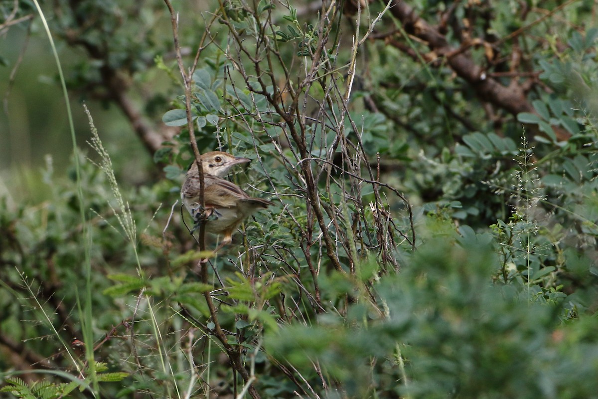 Carruthers's Cisticola - ML500784401