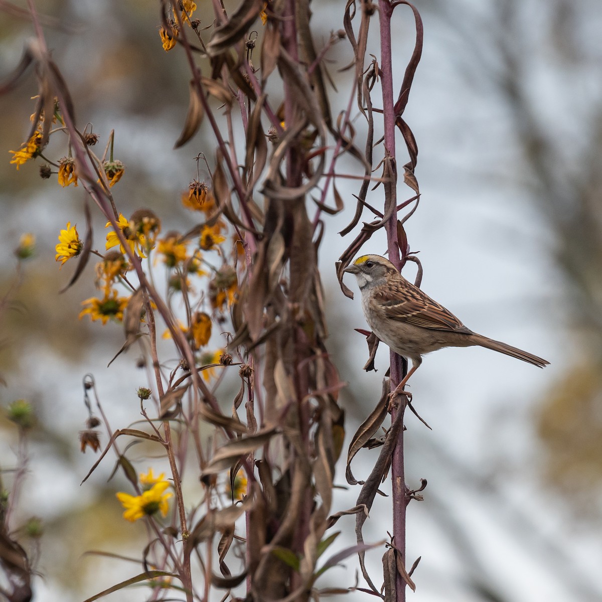 White-throated Sparrow - ML500787381