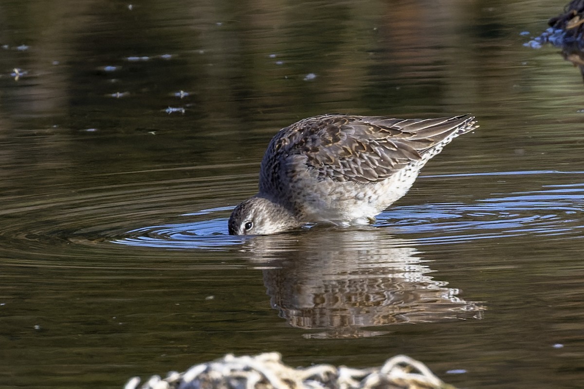 Long-billed Dowitcher - ML500788321