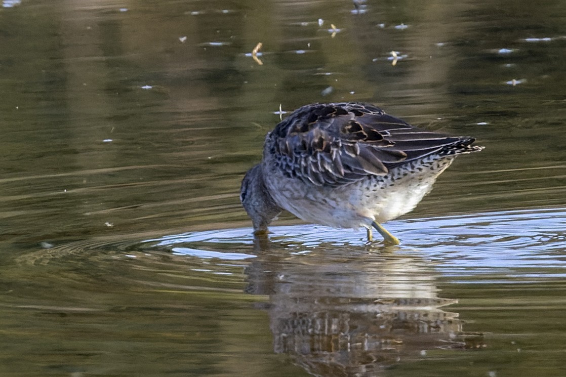 Long-billed Dowitcher - ML500788331