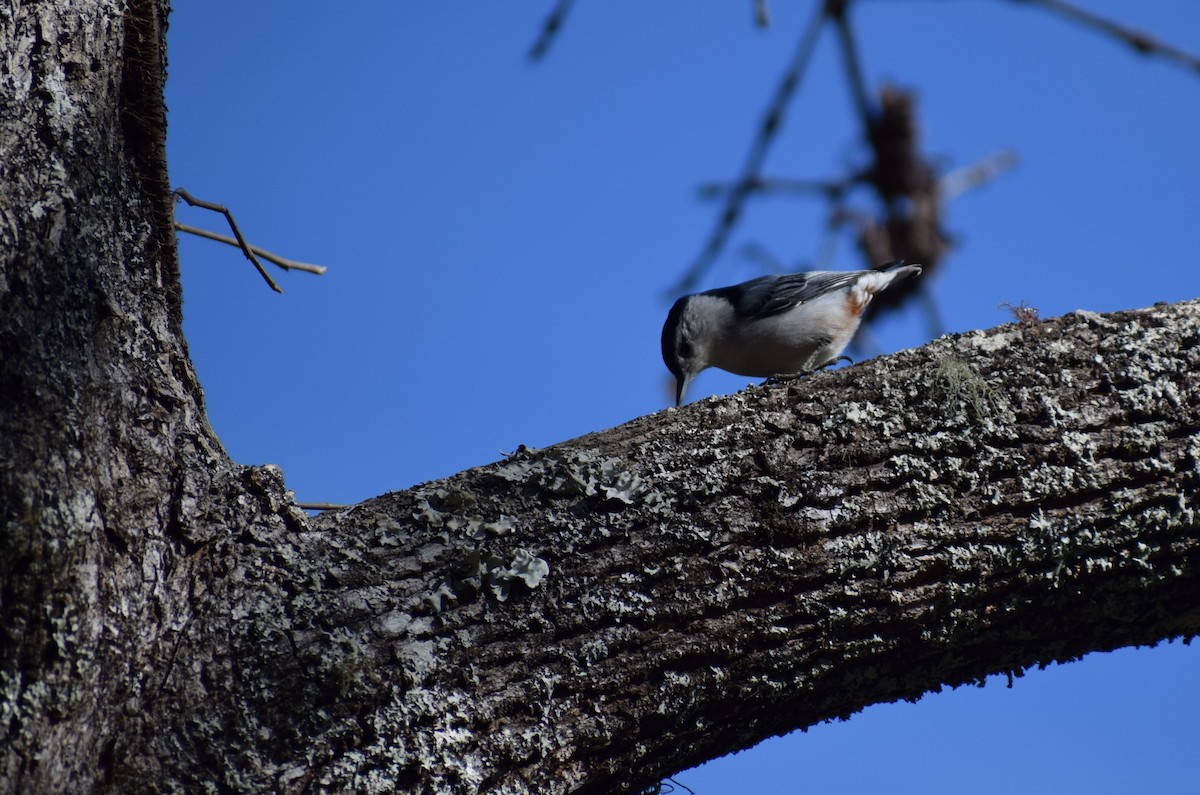 White-breasted Nuthatch - Neil Gilbert