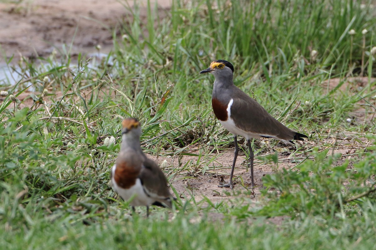 Brown-chested Lapwing - ML500791091