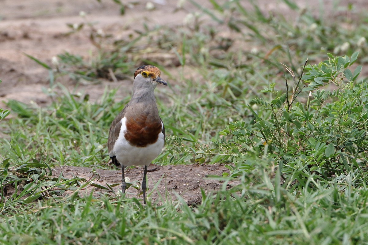 Brown-chested Lapwing - ML500791101