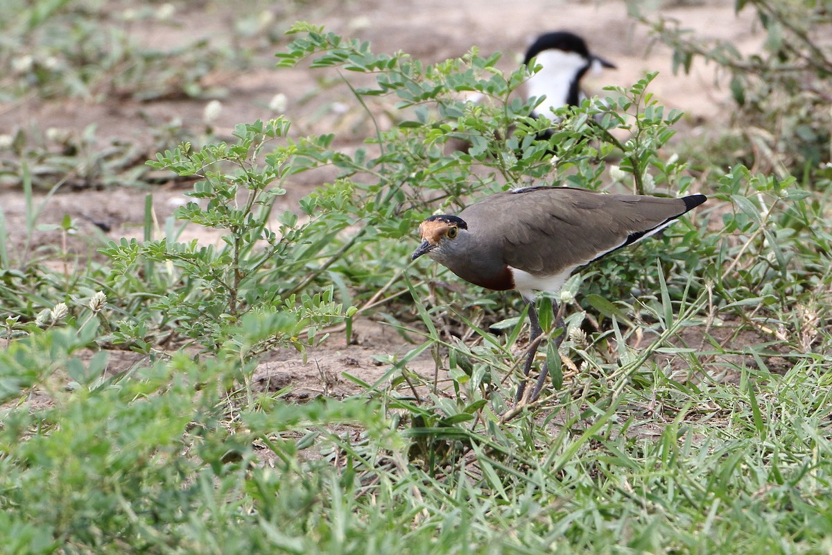 Brown-chested Lapwing - ML500791111
