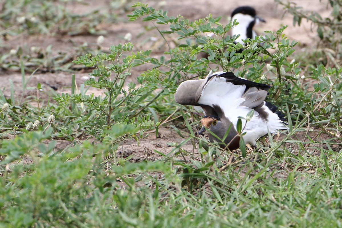 Brown-chested Lapwing - ML500791121