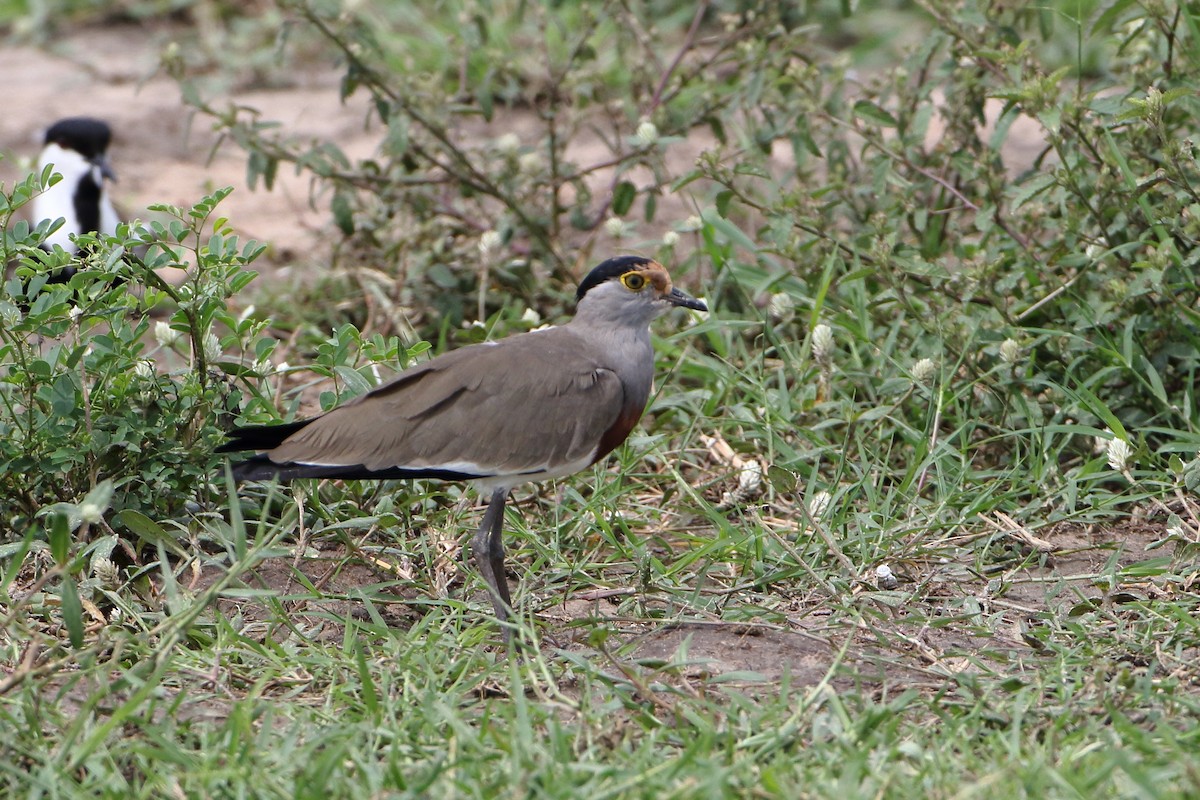 Brown-chested Lapwing - ML500791131