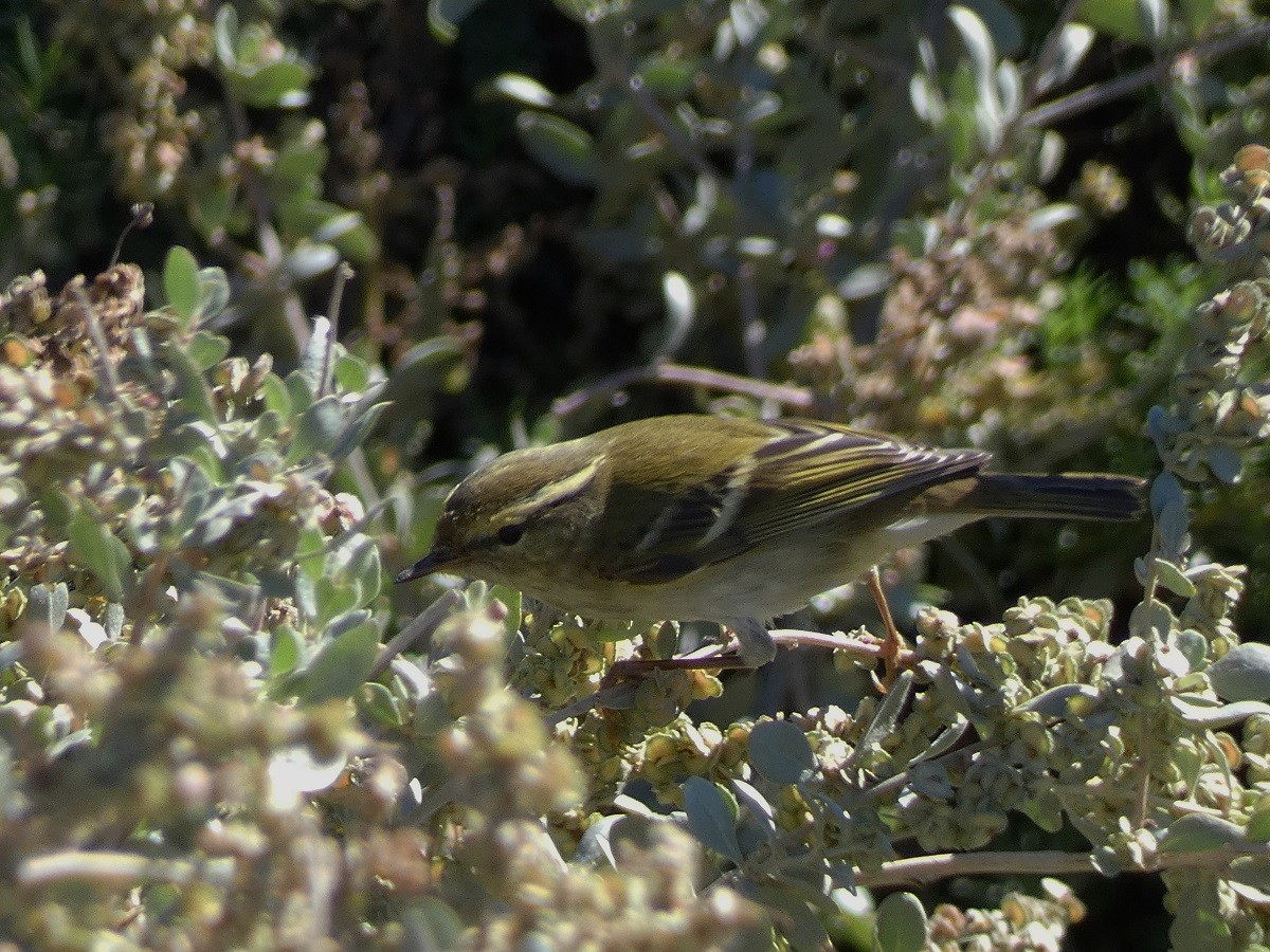 Yellow-browed Warbler - ML500791431