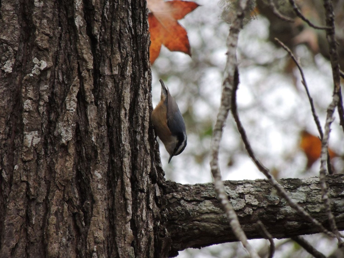 Red-breasted Nuthatch - ML50079251