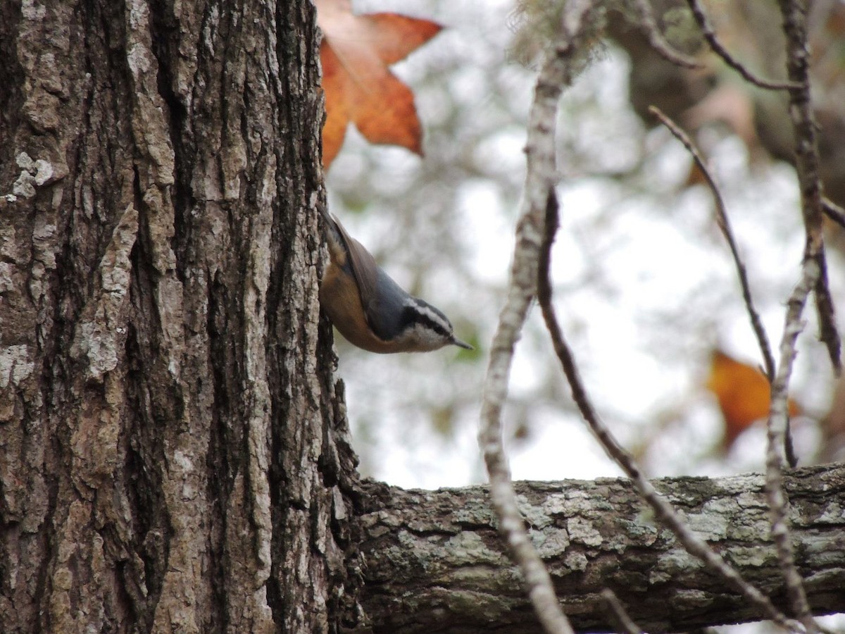 Red-breasted Nuthatch - ML50079261