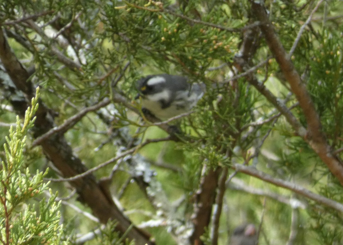 Black-throated Gray Warbler - ML500795331