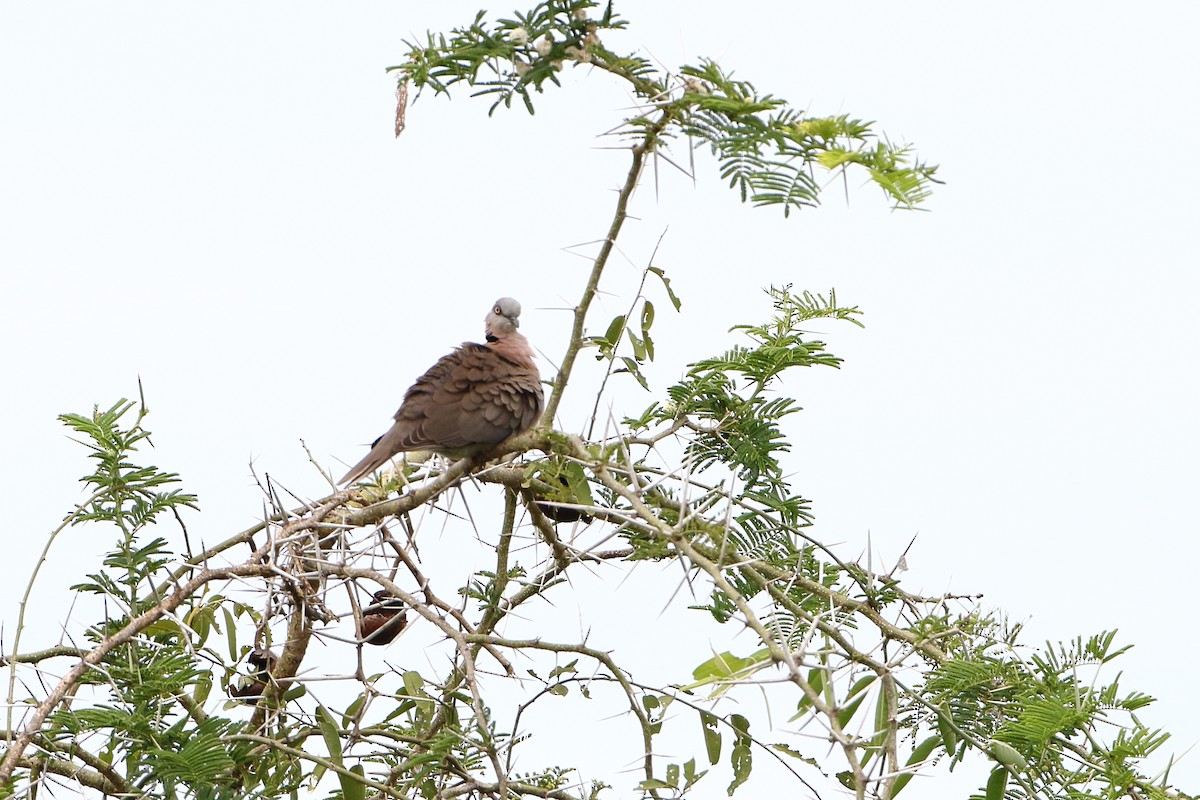 Mourning Collared-Dove - ML500796111