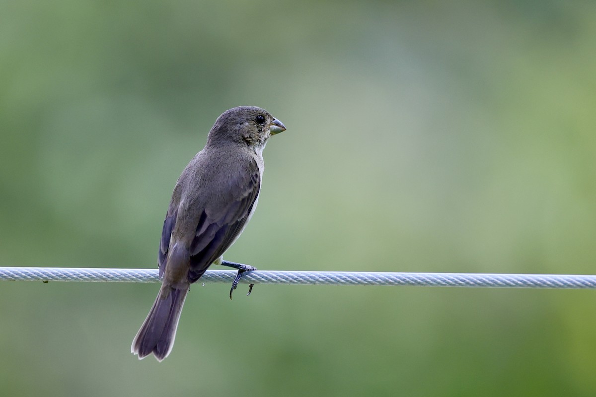 Double-collared Seedeater - ML500797031