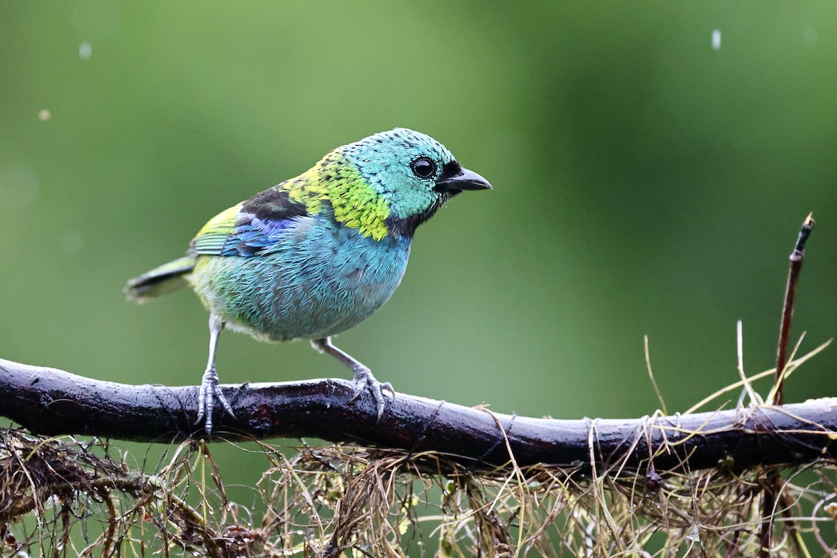 Green-headed Tanager - ML500798001