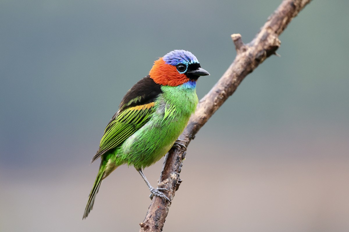 Red-necked Tanager - ML500798151
