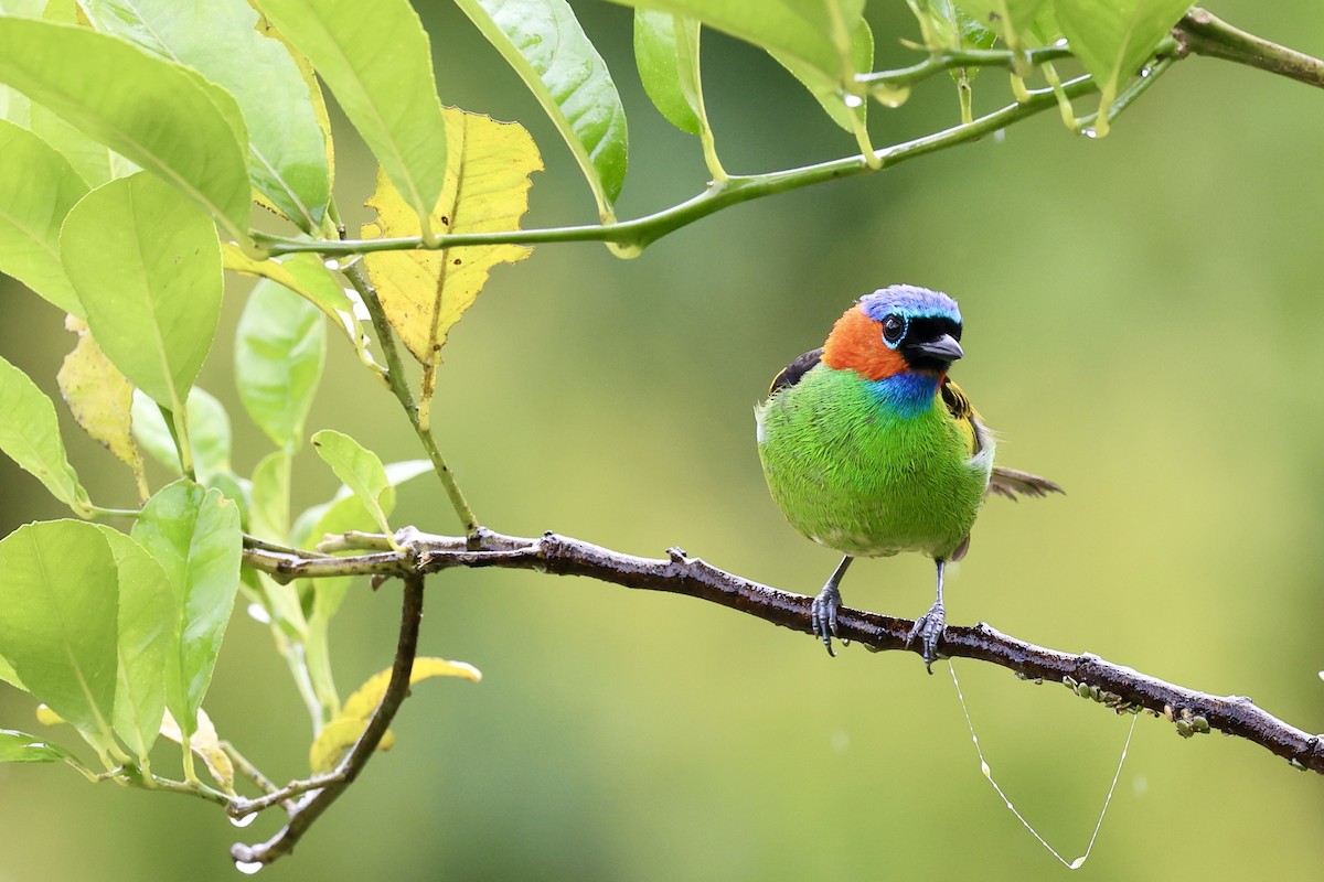 Red-necked Tanager - Morgan Tingley