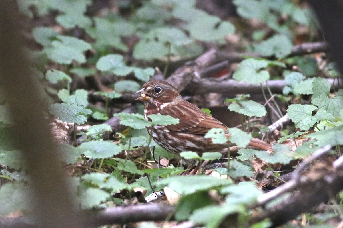 Fox Sparrow (Red) - ML500799031